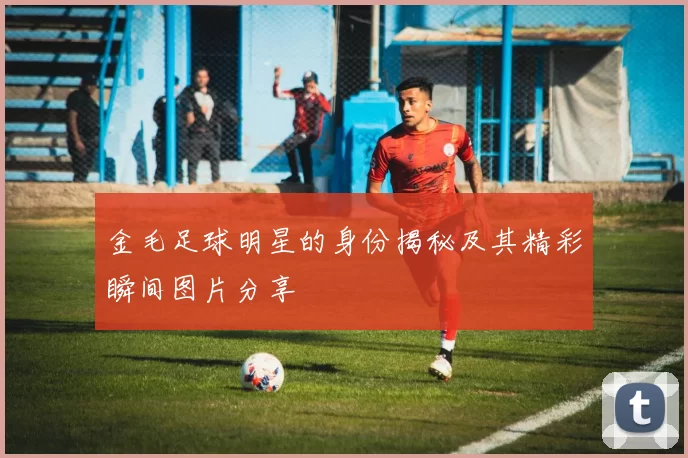 金毛足球明星的身份揭秘及其精彩瞬间图片分享